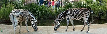 Zebras im Tierpark Schönbrunn