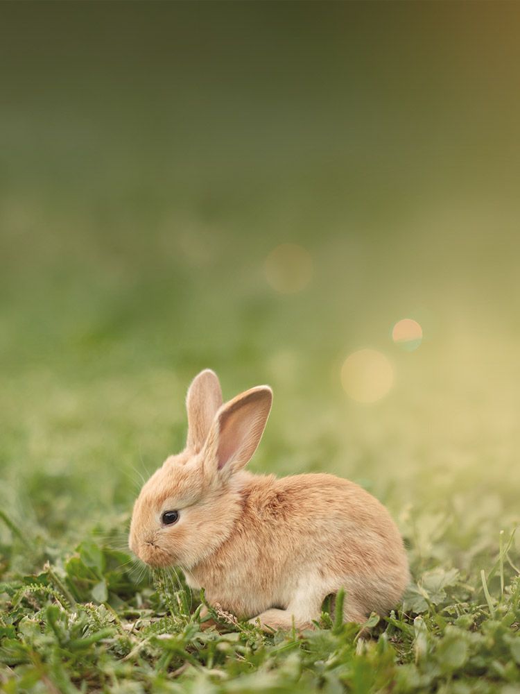 Top Angebote zu Ostern