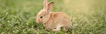 Top Angebote zu Ostern